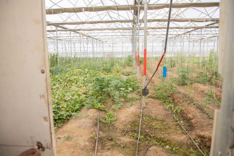 Underground Irrigation Service in Aiken, SC